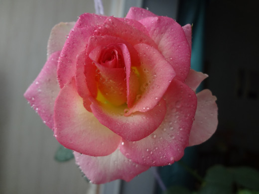 763547 (a): :2592x1944
